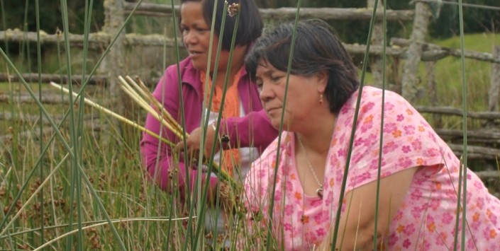 Fedima Soto y Gladis Raimapo (QEPD), cesteras de Chaiguao (Quellón) recolectando cunquillos.