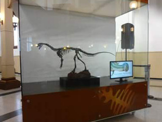 Ejemplar de dinasaurio confirma nueva especie de herbivoro del periodo jurásico