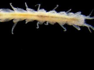 Un ejemplar hembra de Wiyufiloides osornoensis.