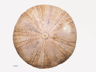 Testa de un ejemplar de Tripneustes depressus A. Agassiz, 1863, recolectado en Isla de Pascua por María Cododeo.