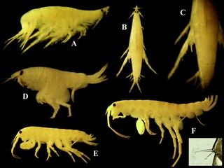 Nuevas especies de anfípodos descubiertas en la expedición al norte. A. Eudevenopus sp. en vista lateral. B. Eudevenopus sp. en vista dorsal. C. detalle del diente en la base del último pereópodo. D. Pseudfoxiphalus cf. setosus. E. Eorchestia sp. y F. Talitrido nuevo género y especie.