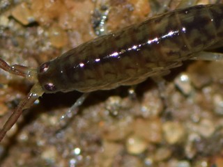 Los anfípodos de la familia Talitridae son comunes en zonas costeras, pero solo una especie exótica ha sido registrada hasta ahora en Chile.