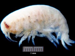 Ejemplar de Aristias linnaei Pérez-Schultheiss, 2015