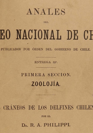 Anales MNHN, Cráneo de delfín chileno, 1896