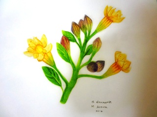 Ilustración presente en la exposición «Malesherbias» del MNHN.