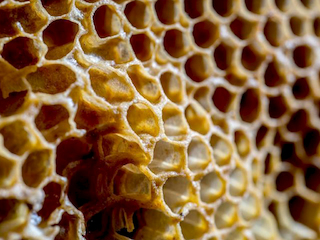 Detalle de obra de Paz Lira