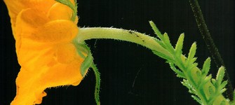 Del libro Secretos de la cordillera de Santiago