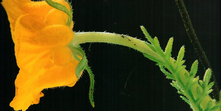 Del libro Secretos de la cordillera de Santiago