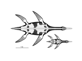 Plesiosaurio del Maule