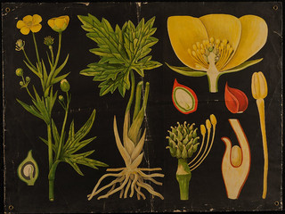 Láminas, ilustraciones y maquetas para la enseñanza de las ciencias