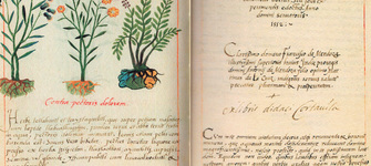 Martín de la Cruz.  Libellus de medicinabilus indorum herbis.