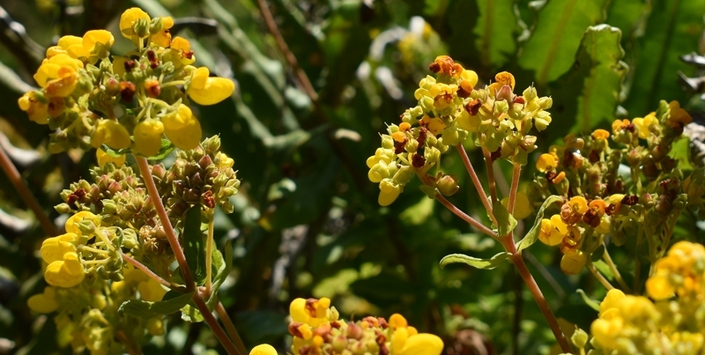 Calceolaria integrifolia