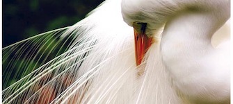 "Peinándose para posar".  José Luis Garcés.  FCConcepción, 2005