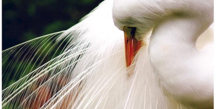 "Peinándose para posar".  José Luis Garcés.  FCConcepción, 2005