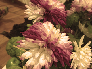 Exposición “Primavera de Antaño”