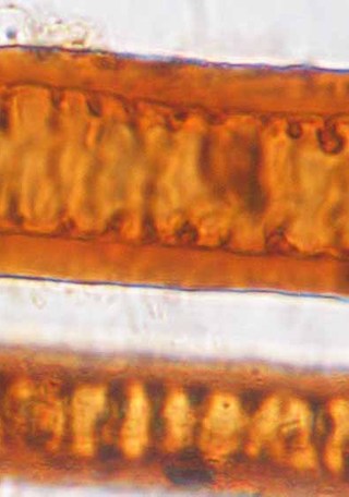 Fibras asociadas a Tabletas de Rapé. Fotografía bajo microscopio óptico, 400X y luz transmitida. Fotógrafía: F. Espinosa