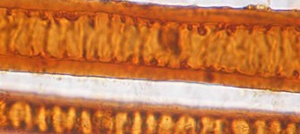 Fibras asociadas a Tabletas de Rapé. Fotografía bajo microscopio óptico, 400X y luz transmitida. Fotógrafía: F. Espinosa