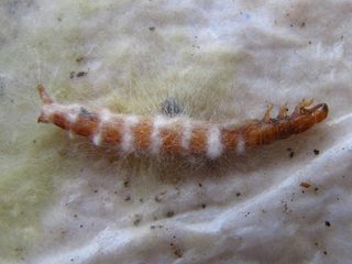 Larva de escarabajo de la harina muerta por HEP.