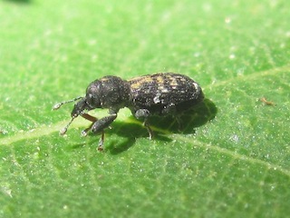  Allomagdalis anonyx