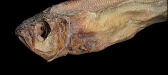 Anales del Museo de Historia Natural de Valparaíso (MHNV) Volumen 33