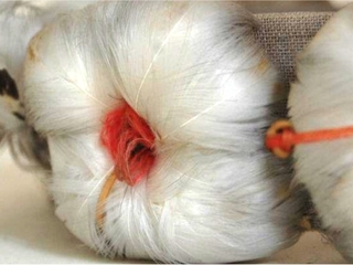 Detalle de diadema Pascuense de plumas blancas y adornos carmín.