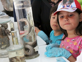 Día de la ciencia en el museo