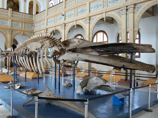 Ballena del Museo Nacional de Historia Natural