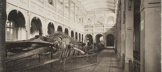 ballena para pag.jpg