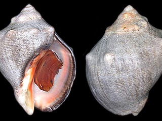 Thais chocolata Duclos, 1832.