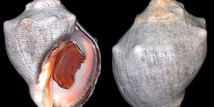 Thais chocolata Duclos, 1832.