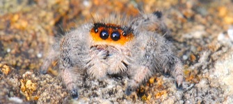 Ejemplar de Phidippus regius en ambiente rocoso (Fotografía D. Cotoras).
