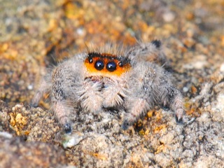 Ejemplar de Phidippus regius en ambiente rocoso (Fotografía D. Cotoras).
