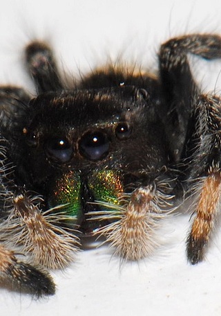 Phidippus regius C. L. Koch, 1846, especie distribuida en Estados Unidos de Norteamérica y el Caribe, introducida a Rapa Nui (Fotografía D. Cotoras).