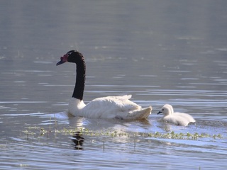 Cisne humedales