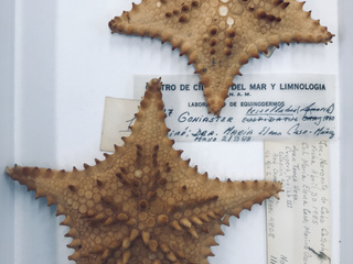 Ejemplares de Goniaster tessellatus (Lamarck, 1816).