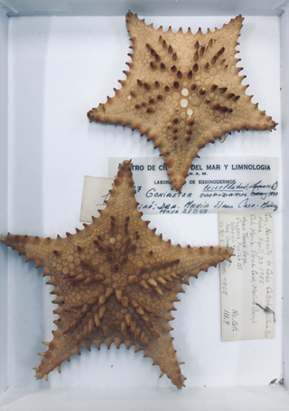 Ejemplares de Goniaster tessellatus (Lamarck, 1816).