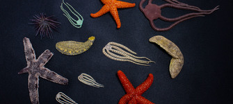 Biodiversidad de Equinodermos recolectados durante el curso.