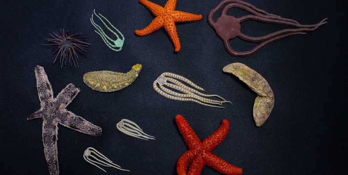 Biodiversidad de Equinodermos recolectados durante el curso.