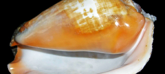 El “Pututu” o “Cambute” (Lobatus galeatus).