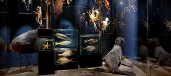 Sala Islas, Museo de Historia Natural de Valparaíso