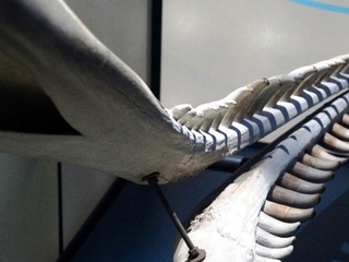 CHARLA: "BALLENAS Y MUSEOS " DE FABIANA COMERLATO CHARLA: "BALLENAS Y MUSEOS " DE FABIANA COMERLATO