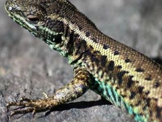 Expedición Científica al Parque Nacional Conguillío