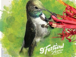 IX Festival de Aves