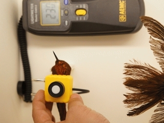 Biodeterioro de Colecciones provocadas por insectos