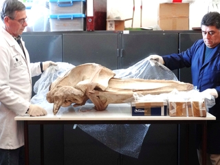 Proceso de desembalaje