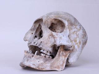 Cráneo de Tehuelche