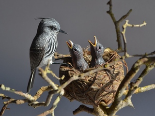 Exposición Temporal: Chiwanku Endémico