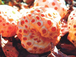 Hongos habitantes de otro reino