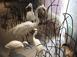 El Humedal del Aconcagua