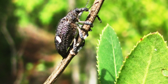 Adulto de Dicordylus binotatus en "bollén".